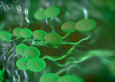 3D görüntüleme - asetobacter bakteri