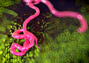  Ebola virüsü, Ebola ateşinin sebebi. Filovirüs grubundan biridir, bu yüzden ince ve uzun şekli için çağrılır.