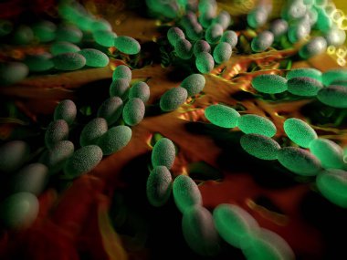 3D görüntüleme - asetobacter bakteri