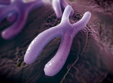 Kromozomlar genetik materyal DNA 'sının bir paketlenmiş halidir.