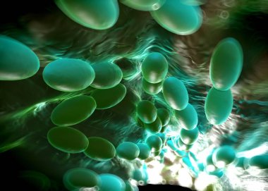 3D görüntüleme - asetobacter bakteri