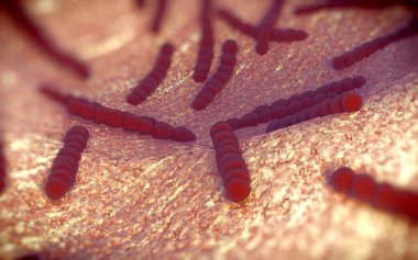 Streptococcus pneumoniae, Gram-pozitif koküs şekilli patojenik bakteridir ve zatürreye ek olarak pnömokok enfeksiyonlarına neden olur. .