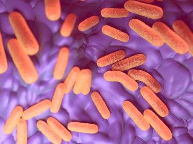Salmonella enterica enterica olarak da bilinen bu bakteriler Gram-negatif, çubuk şeklinde hücrelerdir. Salmonella insanlarda en yaygın olarak enfekte domuz, kümes hayvanları ve yumurtalardan yakalanan en büyük gıda zehirlenmesidir (salmonelloz).