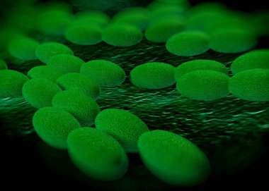 3D görüntüleme - asetobacter bakteri