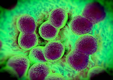 3D görüntüleme - Neisseria gonorrhoeae bakterisi