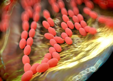 3D görüntüleme - asetobacter bakteri