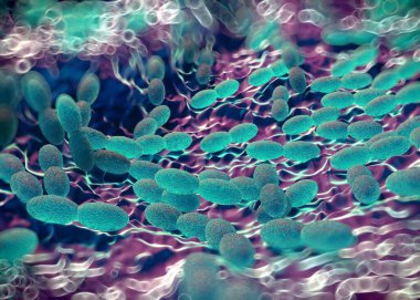 3D görüntüleme - asetobacter bakteri