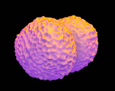 Neisseria meningitidis bakterisi, meningokoksik menenjite, beyne ve omuriliğe yayılan bağ dokusu zarlarının iltihaplanmasına neden olan zorunlu bir insan parazitidir.