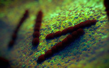 Streptococcus pneumoniae, Gram-pozitif koküs şekilli patojenik bakteridir ve zatürreye ek olarak pnömokok enfeksiyonlarına neden olur. .