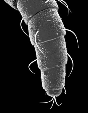 Yay kuyrukları en ilkel böceklerdir.