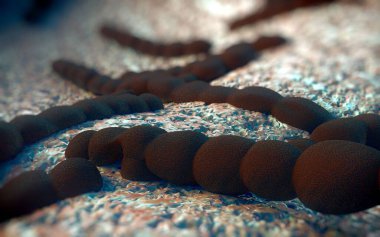 Streptococcus pneumoniae, Gram-pozitif koküs şekilli patojenik bakteridir ve zatürreye ek olarak pnömokok enfeksiyonlarına neden olur. .