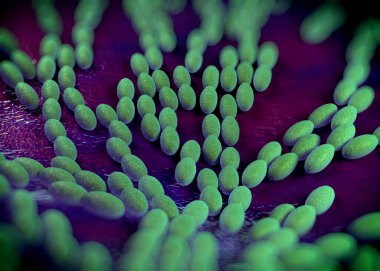 3D görüntüleme - asetobacter bakteri