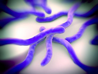 Borrelia burgdorferi bakterisi yakın plan