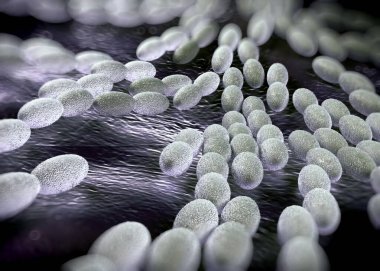 3D görüntüleme - asetobacter bakteri