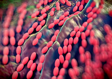 3D görüntüleme - asetobacter bakteri