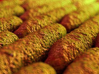 3 boyutlu şarbon bakterisi.