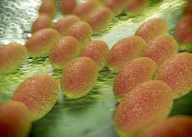 3D görüntüleme - asetobacter bakteri
