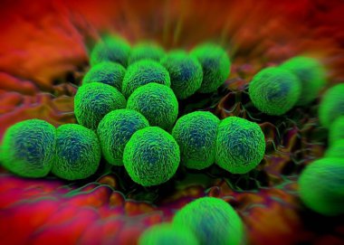 3D görüntüleme - Neisseria gonorrhoeae bakterisi