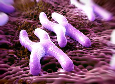 Kromozomlar genetik materyal DNA 'sının bir paketlenmiş halidir.
