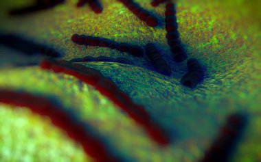 Streptococcus pneumoniae, Gram-pozitif koküs şekilli patojenik bakteridir ve zatürreye ek olarak pnömokok enfeksiyonlarına neden olur. .