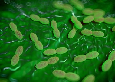 3D görüntüleme - asetobacter bakteri