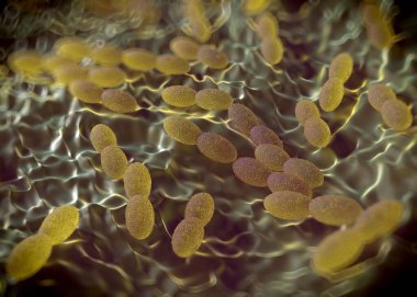3D görüntüleme - asetobacter bakteri