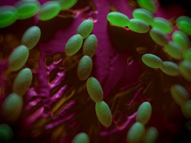 3D görüntüleme - asetobacter bakteri