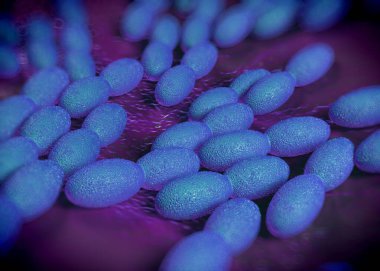 3D görüntüleme - asetobacter bakteri