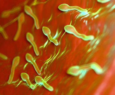 3D görüntüleme - lostridium tetani bakterisi 