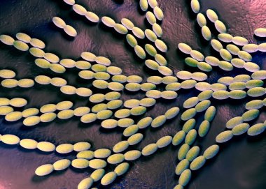 3D görüntüleme - asetobacter bakteri