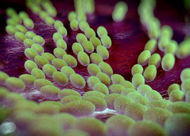 3D görüntüleme - asetobacter bakteri