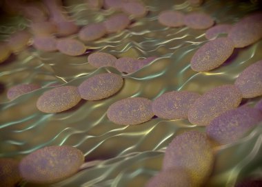 3D görüntüleme - asetobacter bakteri