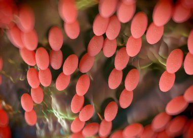 3D görüntüleme - asetobacter bakteri