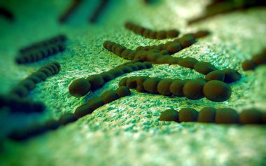 Streptococcus pneumoniae, Gram-pozitif koküs şekilli patojenik bakteridir ve zatürreye ek olarak pnömokok enfeksiyonlarına neden olur. .