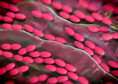 3D görüntüleme - asetobacter bakteri