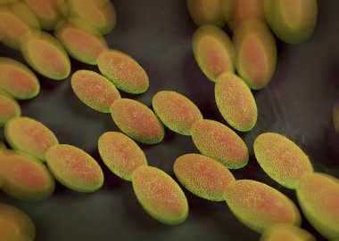 3D görüntüleme - asetobacter bakteri 