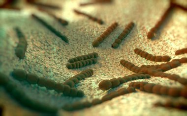 Streptococcus pneumoniae, Gram-pozitif koküs şekilli patojenik bakteridir ve zatürreye ek olarak pnömokok enfeksiyonlarına neden olur. .