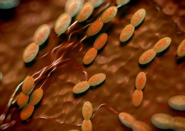 3D görüntüleme - asetobacter bakteri