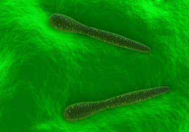 Pleurotaenium desmid, yakın plan görünüm