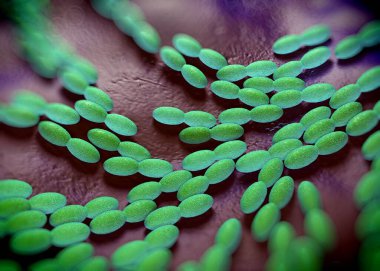 3D görüntüleme - asetobacter bakteri