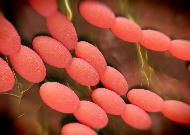 3D görüntüleme - asetobacter bakteri