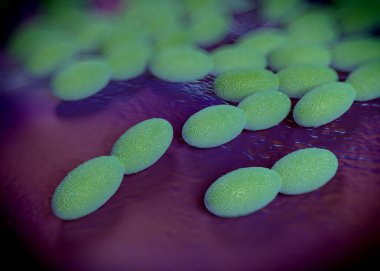 3D görüntüleme - asetobacter bakteri