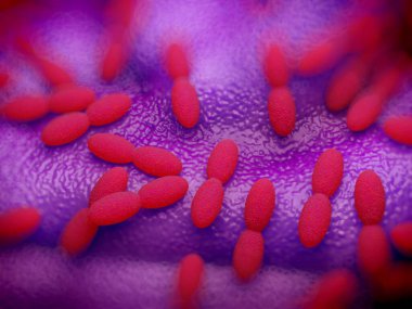 3D görüntüleme - asetobacter bakteri