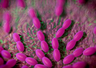 3D görüntüleme - asetobacter bakteri