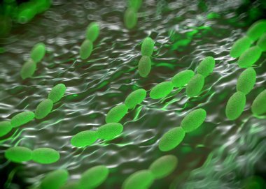 3D görüntüleme - asetobacter bakteri