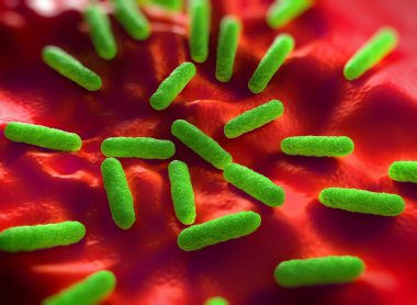 Salmonella typhimurium bakterisine yakın çekim