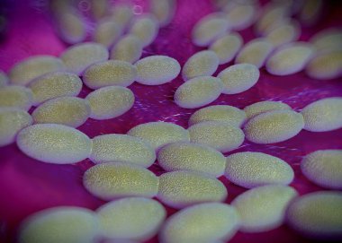 3D görüntüleme - asetobacter bakteri