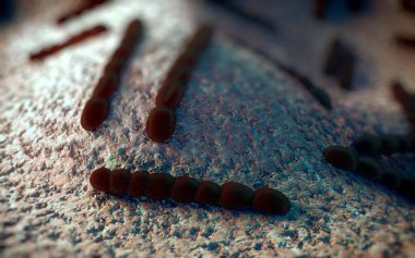 Streptococcus pneumoniae, Gram-pozitif koküs şekilli patojenik bakteridir ve zatürreye ek olarak pnömokok enfeksiyonlarına neden olur. .