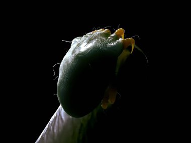 toz böceği, dijital yakın plan