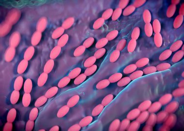 3D görüntüleme - asetobacter bakteri